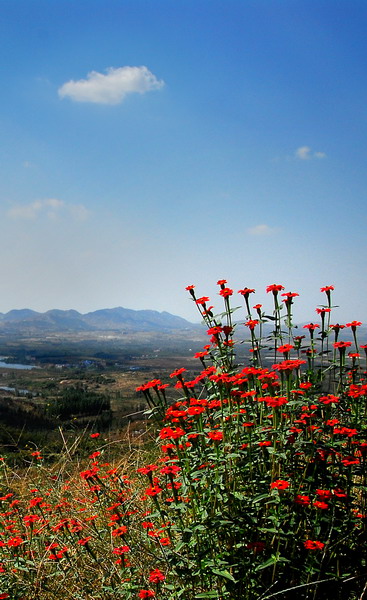 报春红（唐洪彪∕摄）