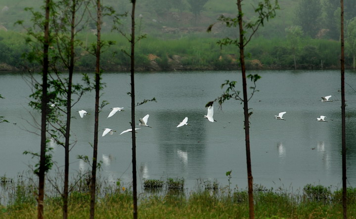 鹤湖之恋 （唐洪彪∕摄）